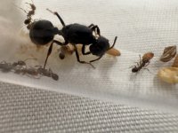 IMG_4693.jpeg