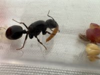 IMG_4692.jpeg