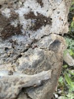 IMG_3301.jpeg