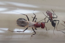 Cataglyphis Nigripes Alate.png Cataglyphis Nigripes Alate.png
