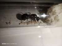 IMG-20250518-WA0001.jpg