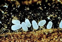 L._Serricorne_Eggs.jpg L._Serricorne_Eggs.jpg