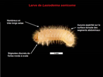 Lasioderma_serricorne-fr.png Lasioderma_serricorne-fr.png