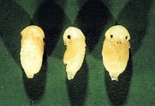 L._Serricorne_Pupa.jpg L._Serricorne_Pupa.jpg