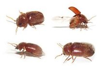 250px-Lasioderma_serricorne01.jpg 250px-Lasioderma_serricorne01.jpg
