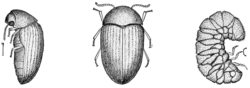 PSM_V76_D224_Cigarette_beetle_and_its_stages_of_development.png PSM_V76_D224_Cigarette_beetle_and_its_stages_of_development.png