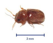 250px-Drugstore_beetle_01.jpg 250px-Drugstore_beetle_01.jpg