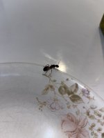 IMG_4535.jpeg