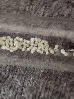 IMG_20250519_105234.jpg