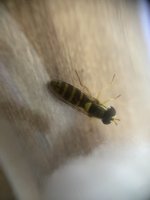 IMG_3471.jpeg