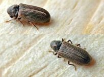 250px-Anobium_punctatum01.jpg