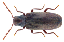 250px-Anobium_punctatum_(Geer,_1774)_(28692210695).png