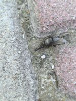 IMG_20250520_091313.jpg
