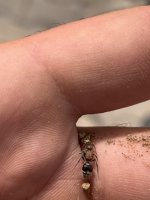IMG_2435.jpeg