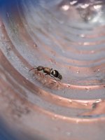 IMG_2441.jpeg