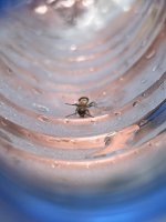 IMG_2439.jpeg