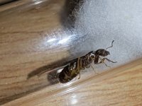 IMG_20250520_210034_1.jpg