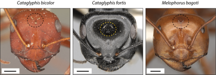 External-morphology-of-ocelli-in-three-species-of-desert-ants-Dorsal-view-of-the-head.png