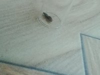 IMG_20250521_124718343.jpg
