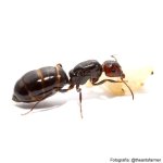Camponotus-lateralis (1).jpg