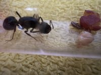 IMG_4690.jpeg