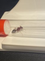 IMG_2085.jpeg