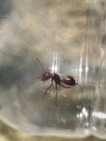 IMG_2456.jpeg