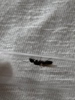 IMG_2152.jpeg