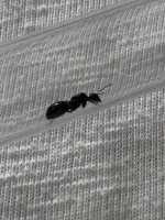 IMG_2155.jpeg