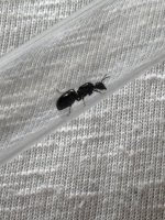 IMG_2157.jpeg