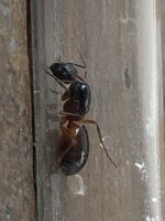 IMG_0104.jpeg