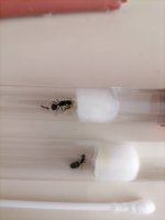 IMG_20250519_181321.jpg