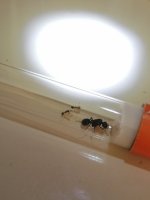 IMG_20250519_173115.jpg
