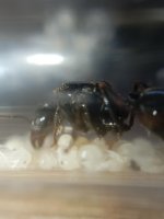 IMG_20250523_162719.jpg