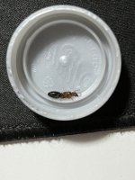 IMG_0932.jpeg