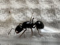 IMG_4762.jpeg