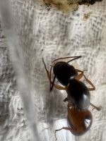 IMG_4770.jpeg