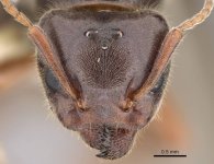 casent0220171_h_1_high.jpg