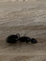 IMG_0031.jpeg