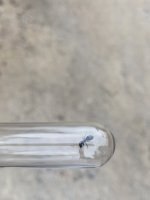 IMG_2129.jpeg