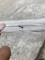 IMG_2135.jpeg