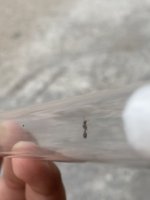 IMG_2136.jpeg
