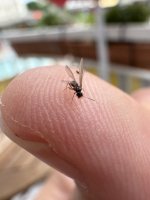 IMG_4787.jpeg
