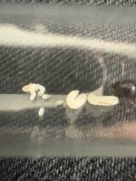 IMG_4813.jpeg