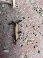 IMG_4833.jpeg