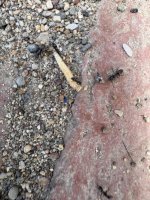 IMG_4829.jpeg