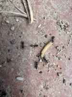 IMG_4832.jpeg