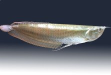 arowana.jpg
