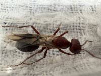 IMG_4888.jpeg