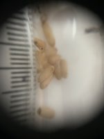IMG_6558.jpeg